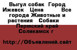 Выгул собак. Город Ижевск › Цена ­ 150 - Все города Животные и растения » Собаки   . Пермский край,Соликамск г.